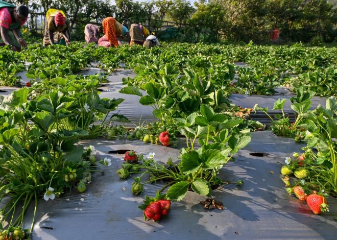 Andhra Pradesh: Strawberry crops in natural farming boot lambsingi