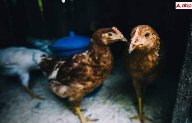 Cooked chicken knows the symptoms and causes that are safe during the bird flu