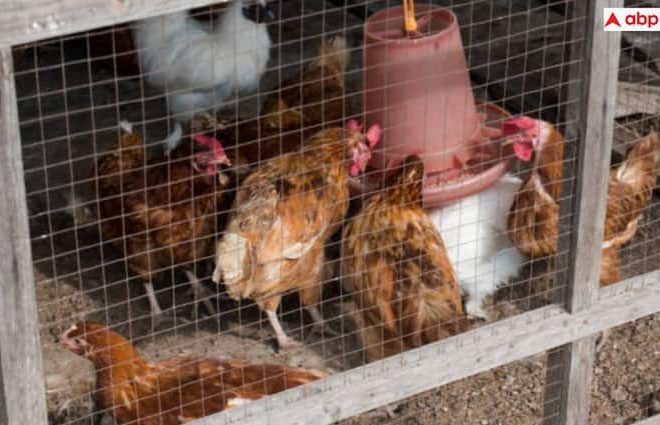 Fast growing Bird Flu is growing fast, know how dangerous they work on duck -mug farm