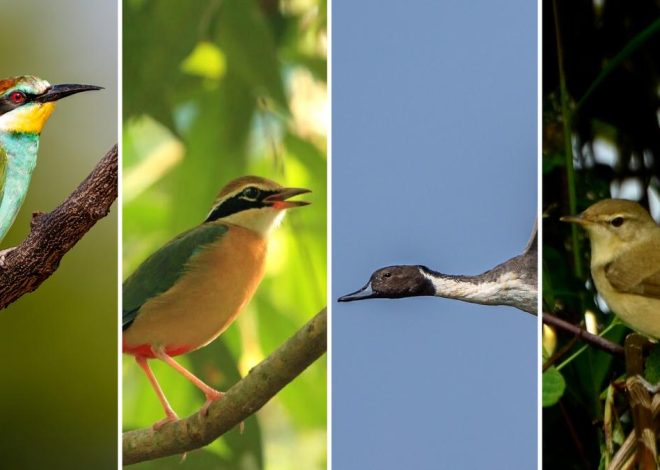 This migration season in Coimbat must see four birds