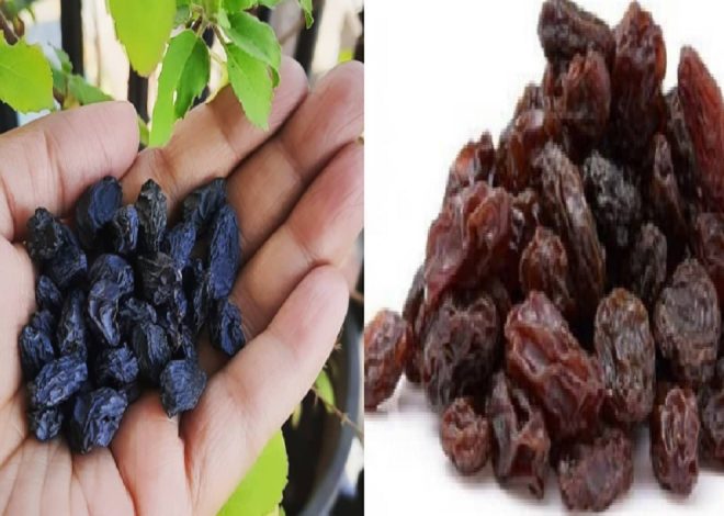 Taking dry grapes every day gives many benefits from immunity by improving the health of the heart