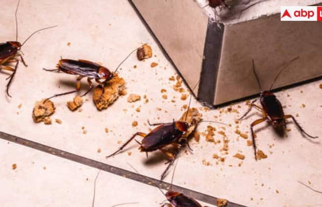 The nutrient of the cockroach is three times more nutritious than cow’s milk. Cocktail milk will become more expensive than cow’s milk! Researcher